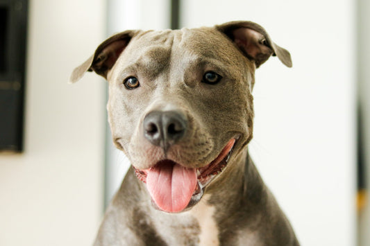 Understanding the Pit Bull Personality