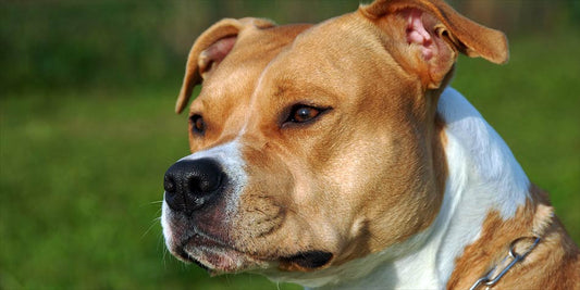 What Is a Pit bull?