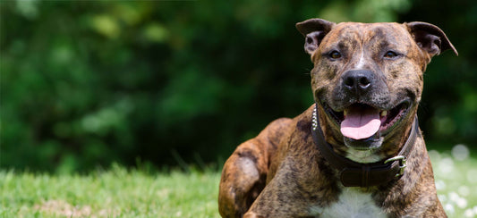 8 Things Animal Shelters Want You to Know About Pit Bulls